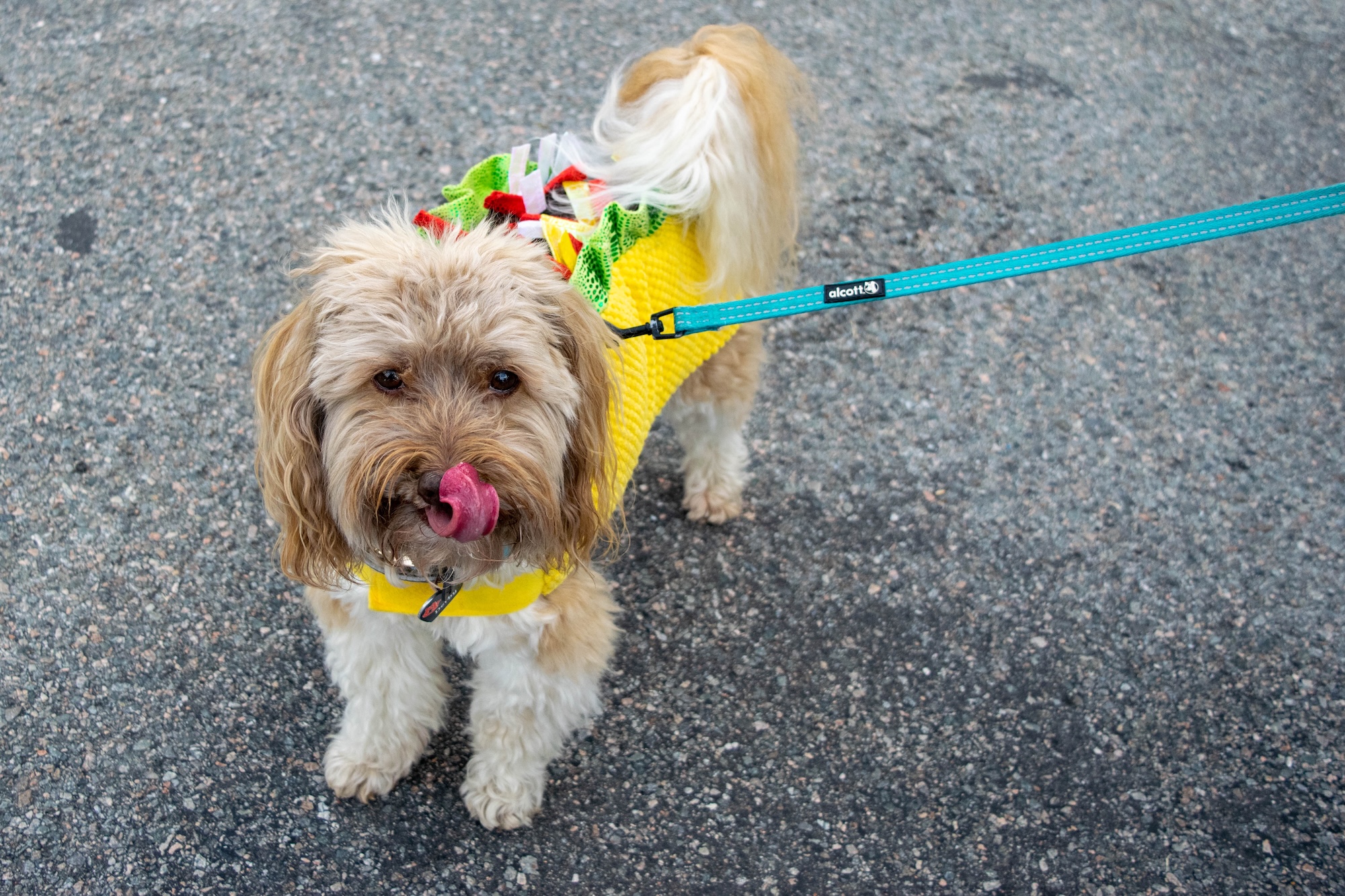 RVA Taco Festival 2026 - Small dog licking its lips and wearing a taco costume